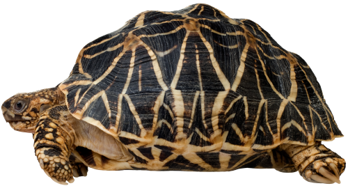 Tortoise
